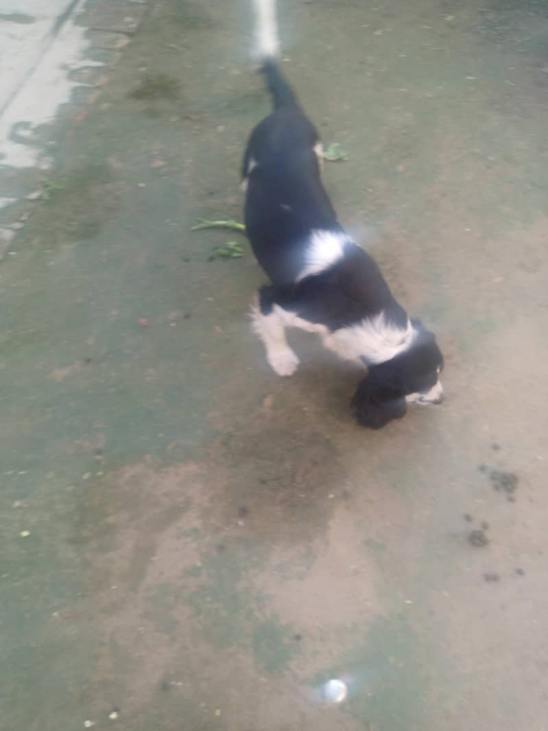 American pointer healthy ND active 3
