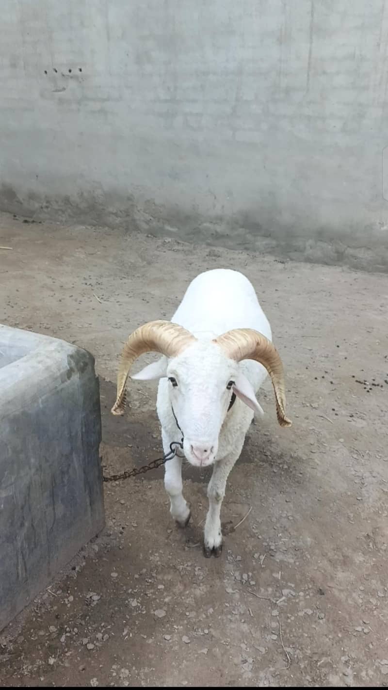 manda sheep 0