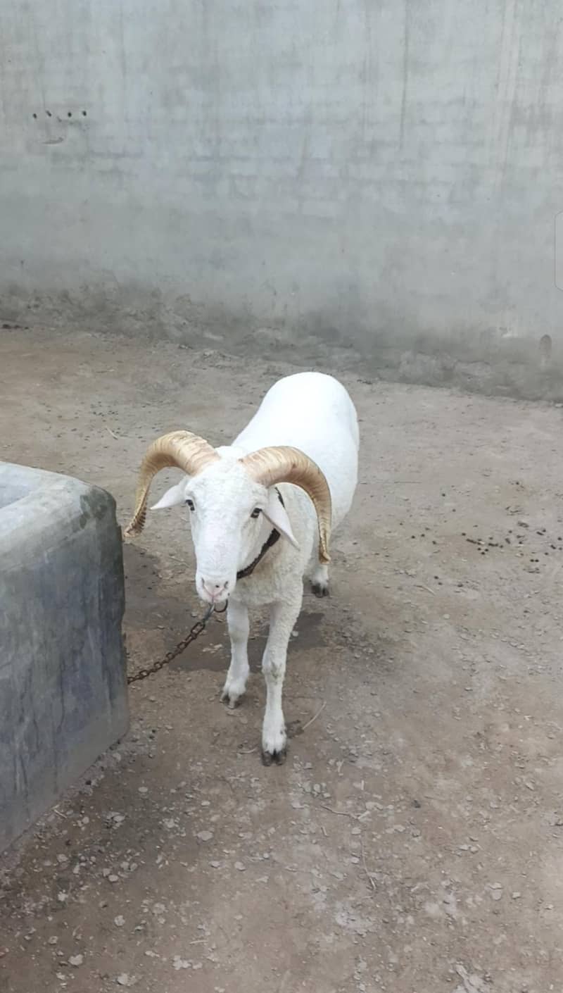 manda sheep 1