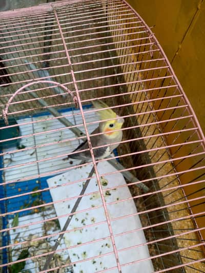 beautiful cockatiel