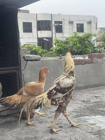 Aseel Mainwali pair