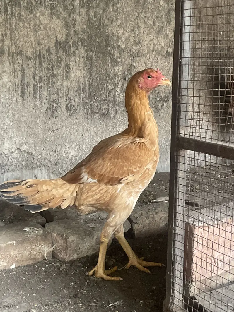 Aseel Mainwali pair — photo 2