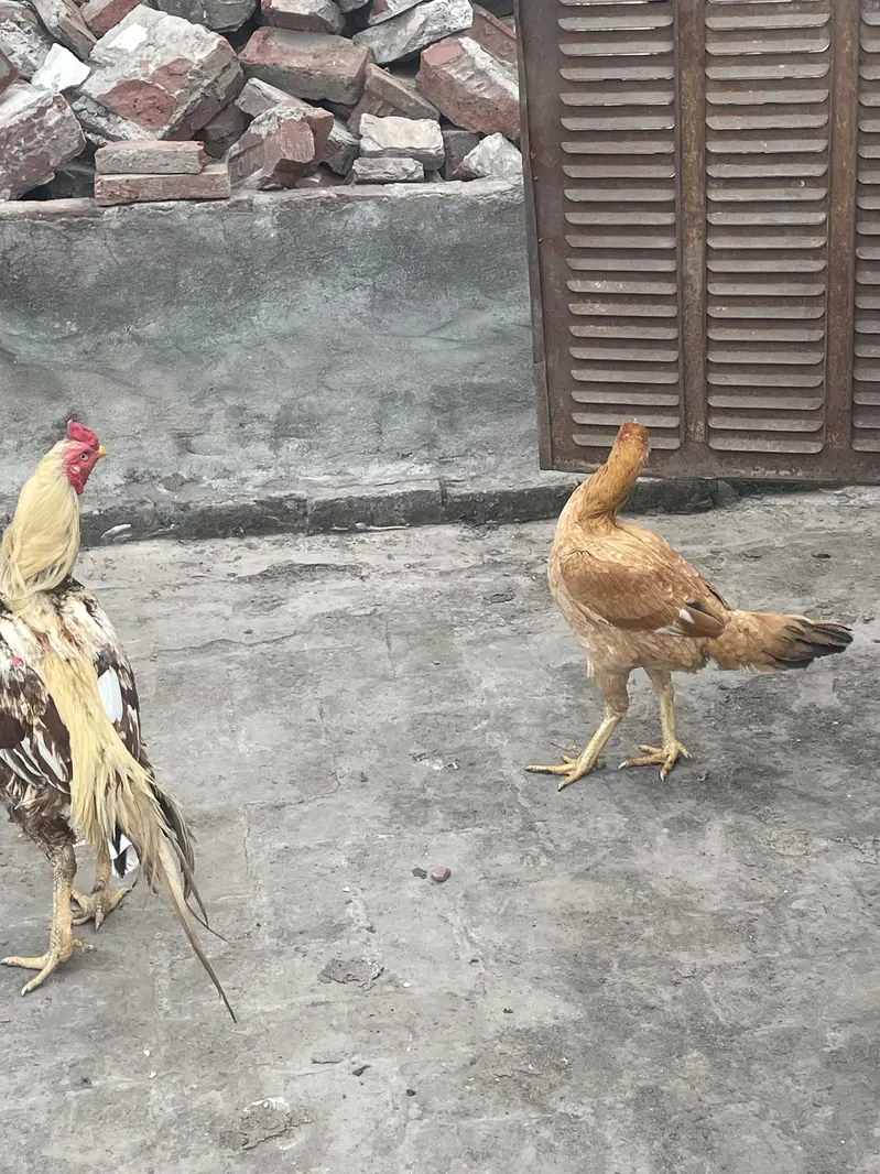Aseel Mainwali pair — photo 3