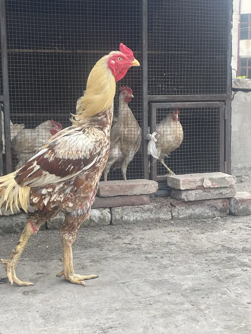 Aseel Mainwali pair — photo 4
