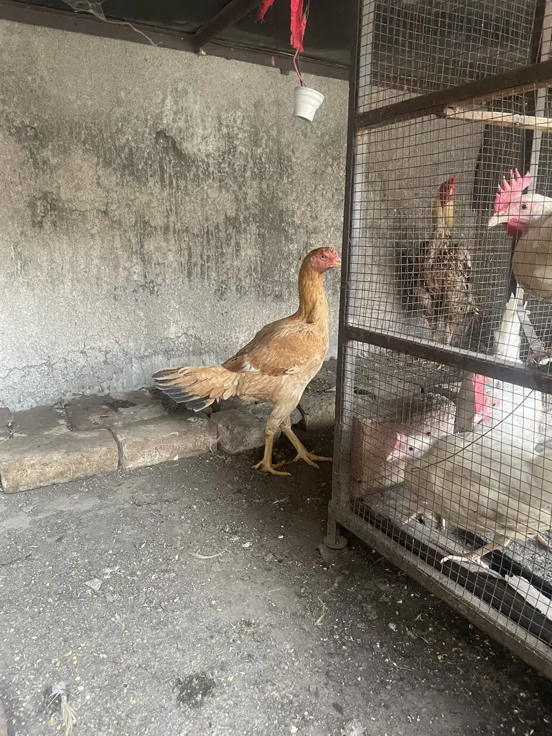 Aseel Mainwali pair — photo 5
