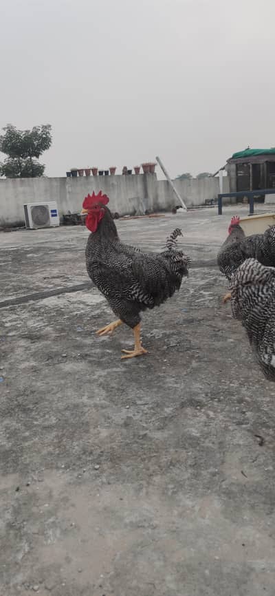 Plymouth rock young Males available
