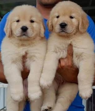 Golden retriever puppies 0313936341*seven