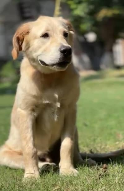 Retriver Dog