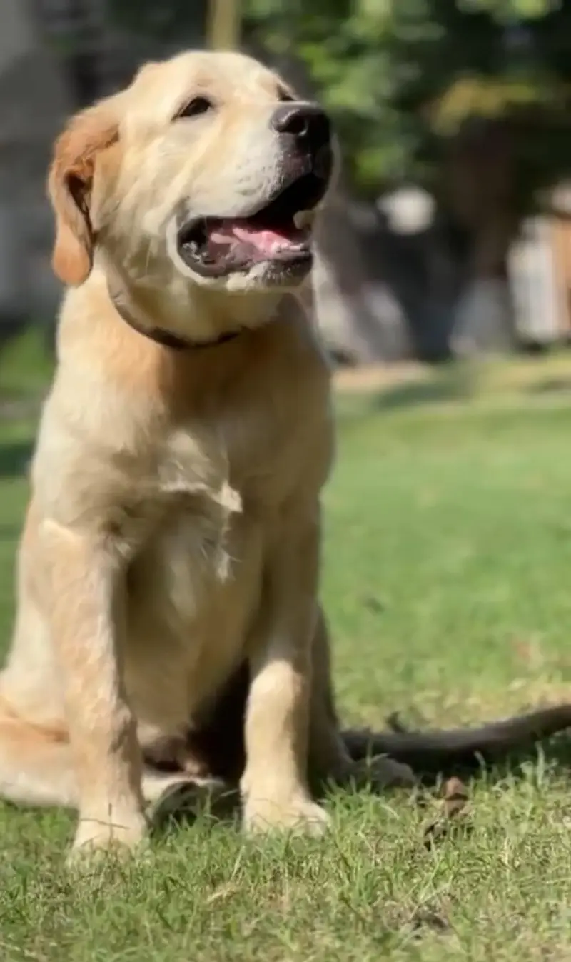 Retriver Dog — photo 2
