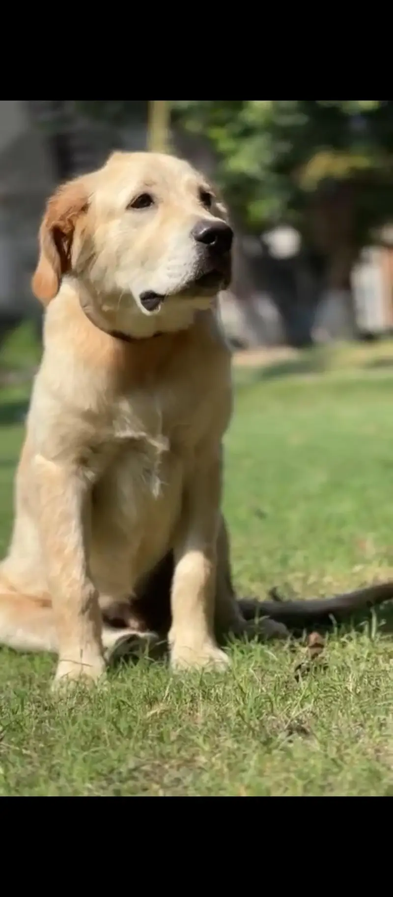 Retriver Dog — photo 3