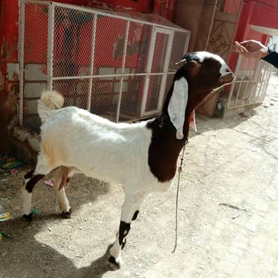One month cross bakri for sale