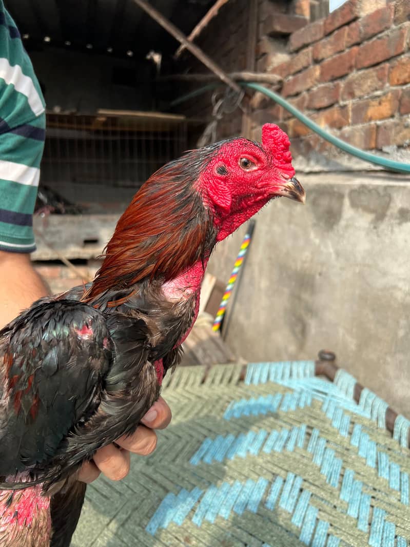 Panus pakoya 1