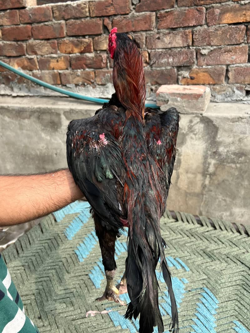 Panus pakoya 4