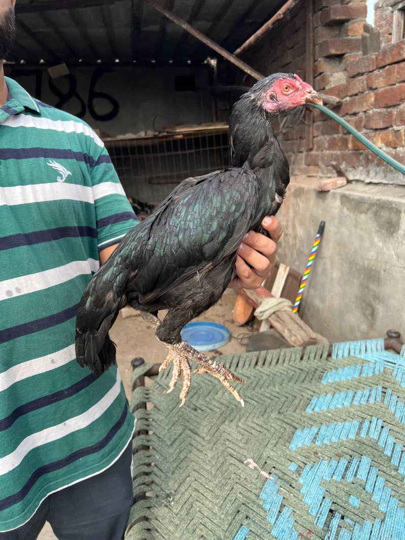 Panus pakoya 5