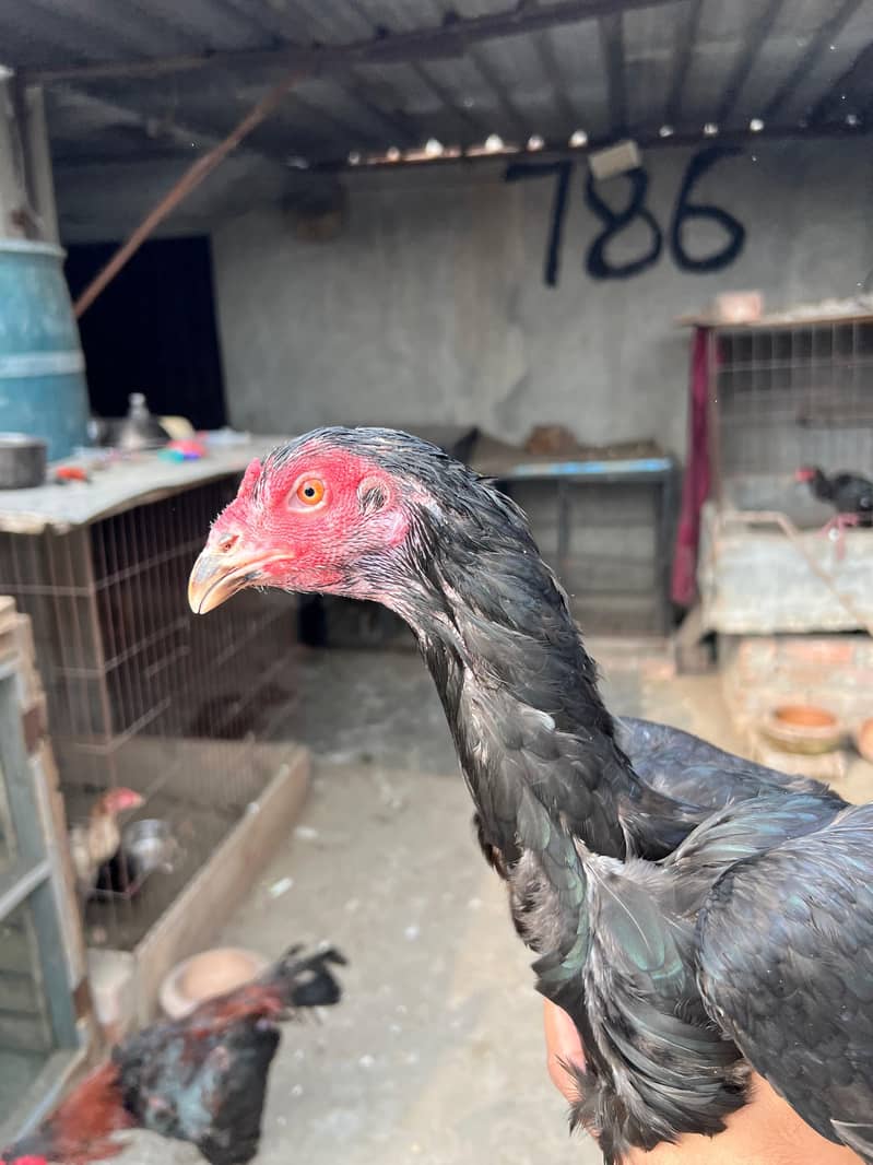 Panus pakoya 6