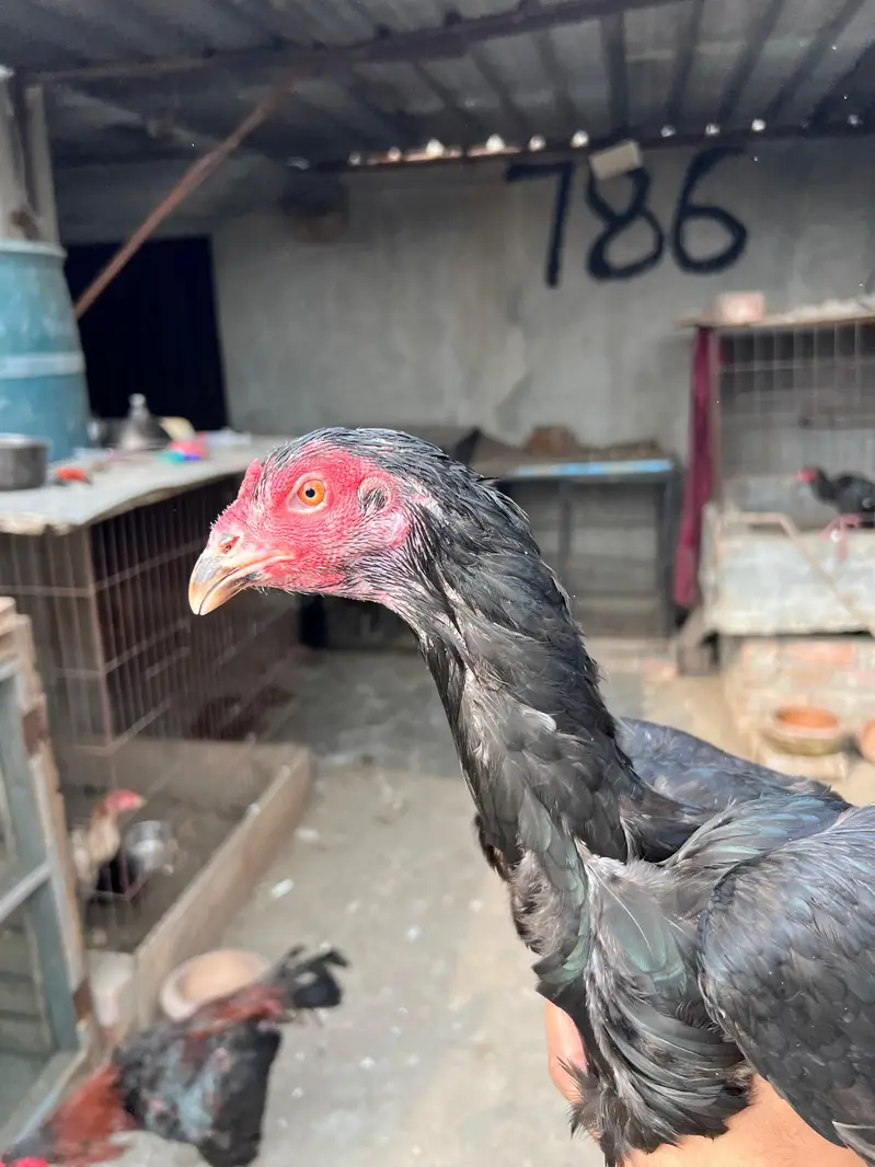 Panus pakoya — photo 2