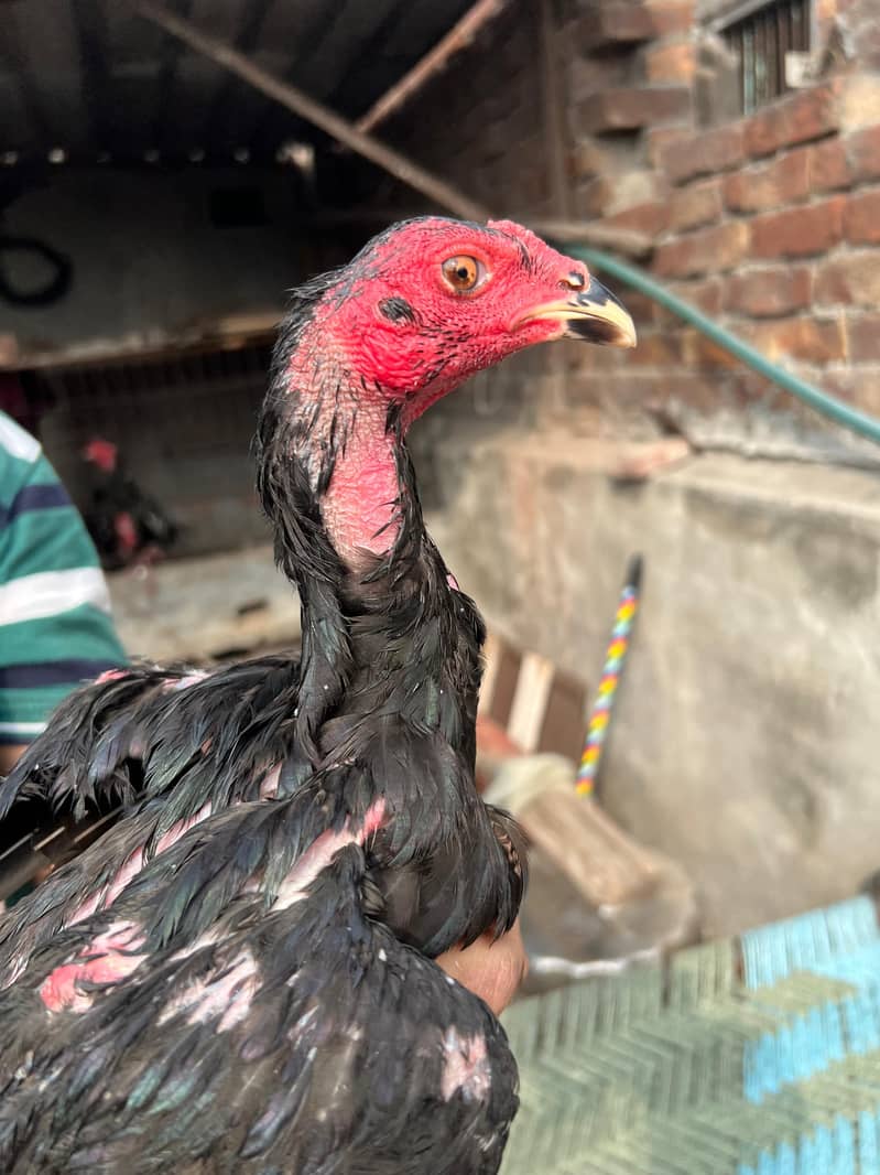 Panus pakoya 9