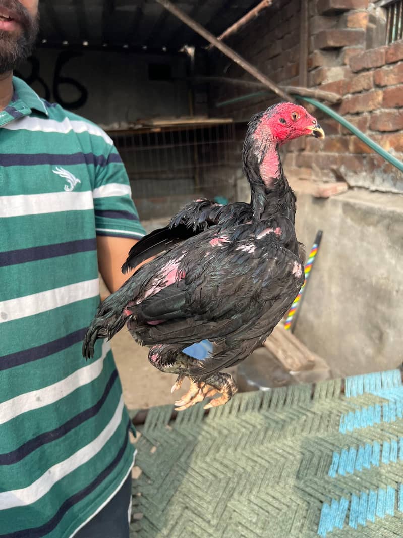 Panus pakoya 12