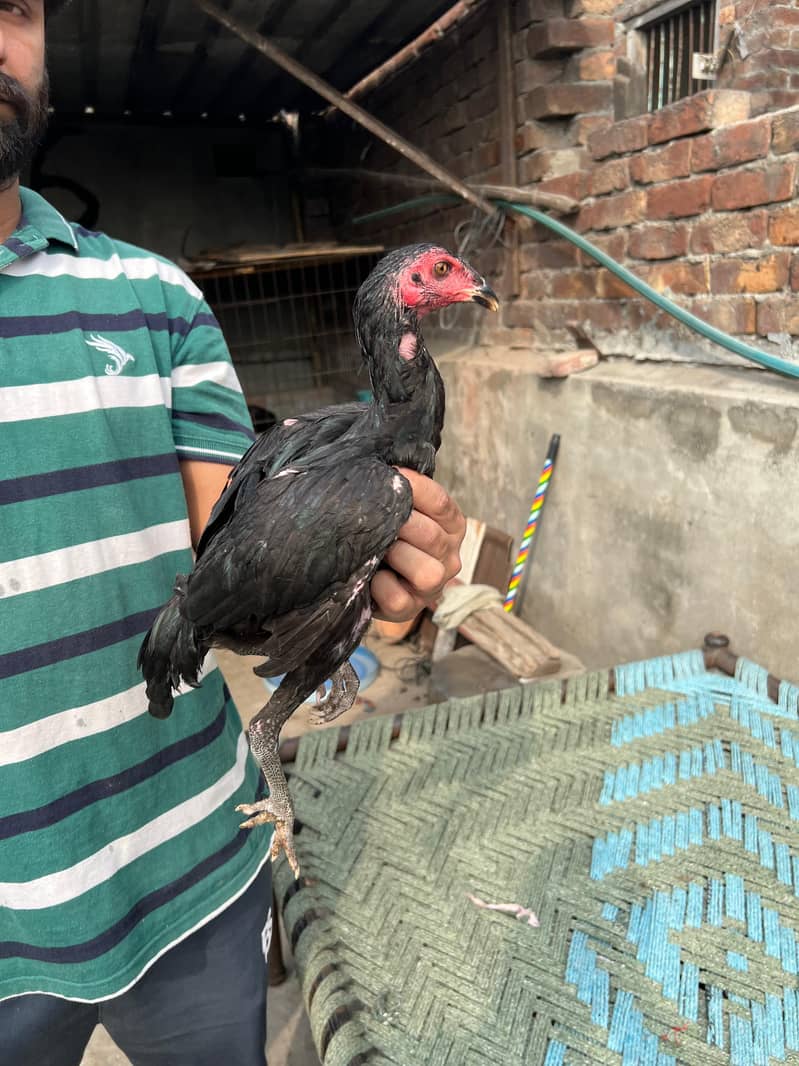 Panus pakoya 14