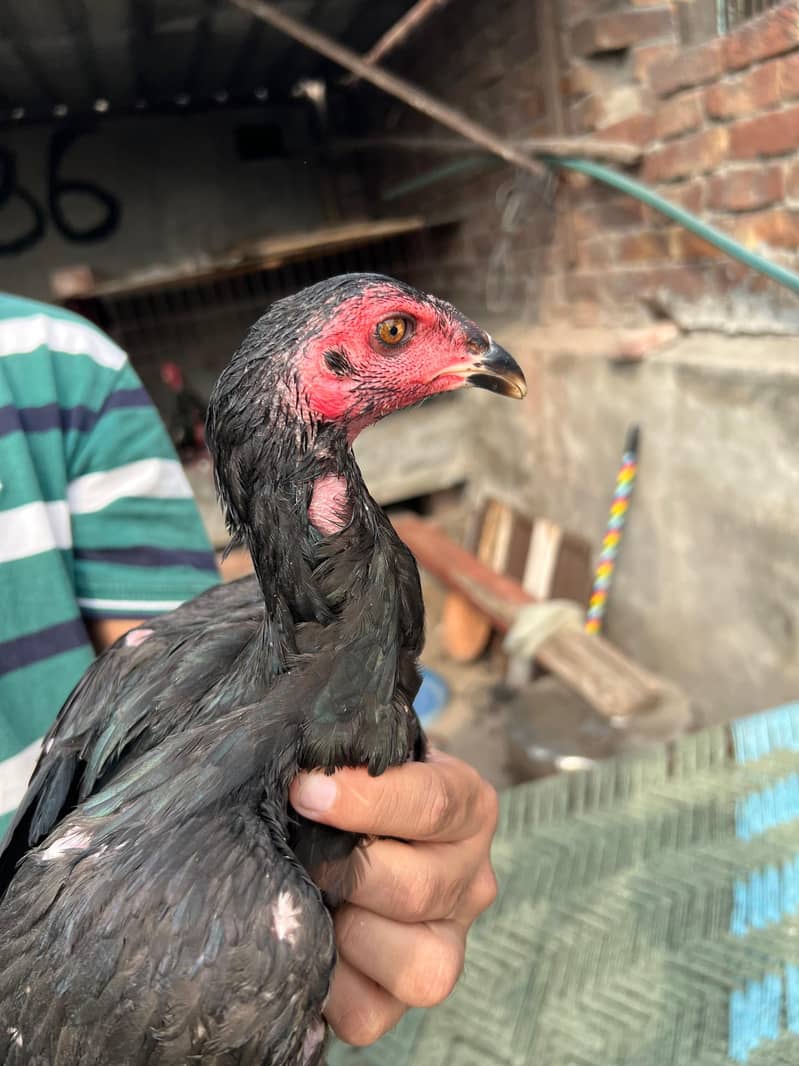 Panus pakoya 15