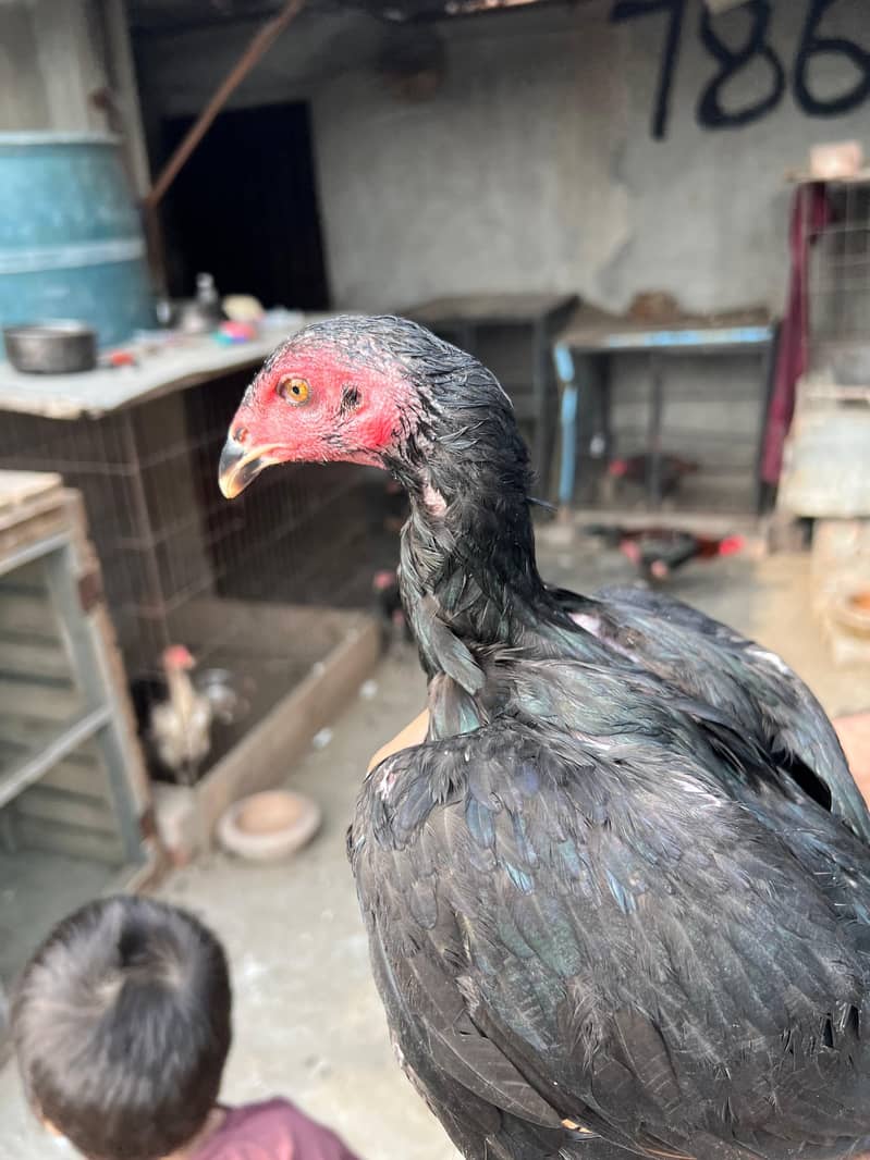 Panus pakoya 16