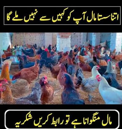 golden misri hens for sale