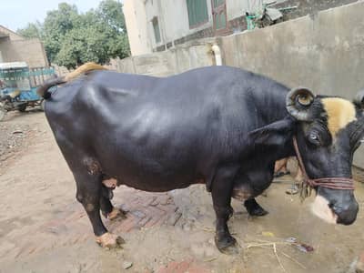 buffalo for sale
