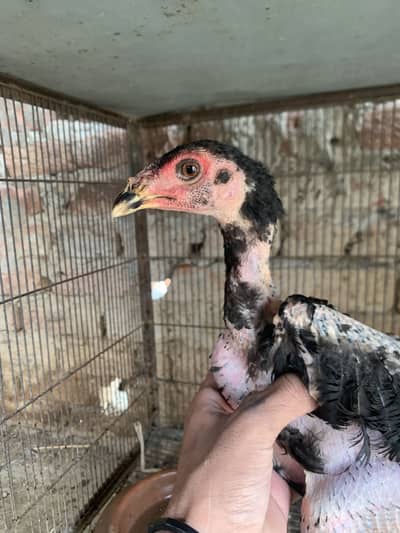 For sale thai pakoya loction lahore ranger hospital k pass