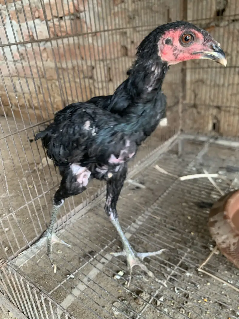 For sale thai pakoya loction lahore ranger hospital k pass — photo 4
