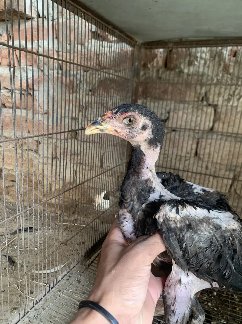 For sale thai pakoya loction lahore ranger hospital k pass — photo 5