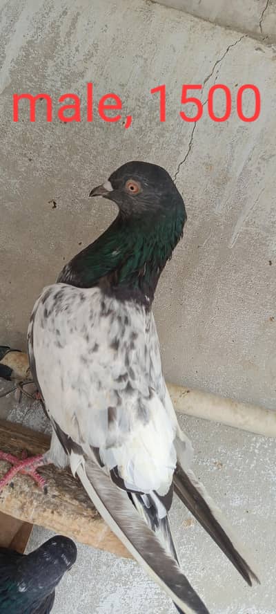 perwazi pigeon. male female. for sel