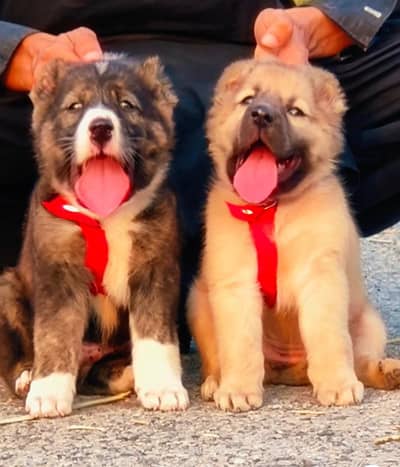 bakarwal puppies