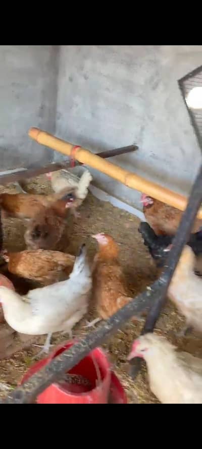 egg wali murghian