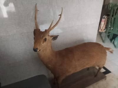 Full-Body Original Taxidermy Deer Sculpture for Home Decor