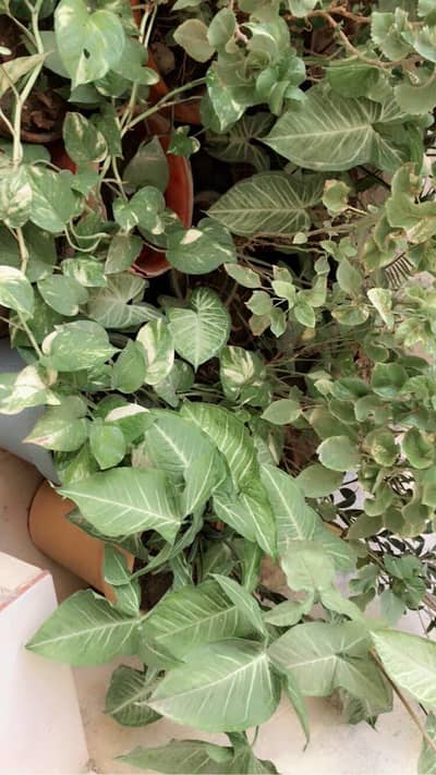 Different Type of plant's