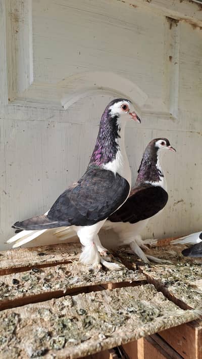 Fancy pigeons