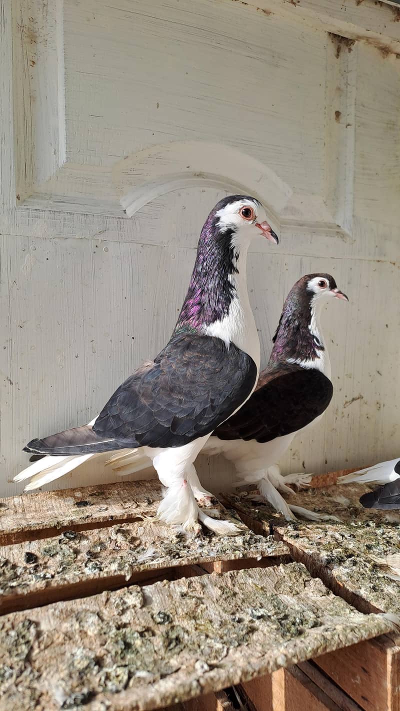 Fancy pigeons 0
