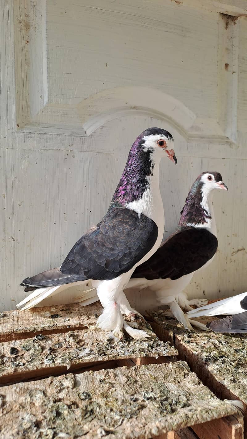 Fancy pigeons 1