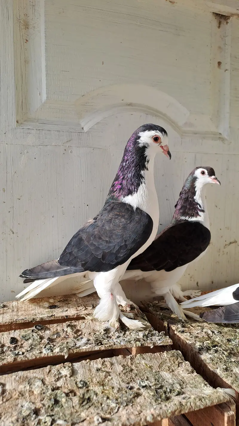 Fancy pigeons — photo 2