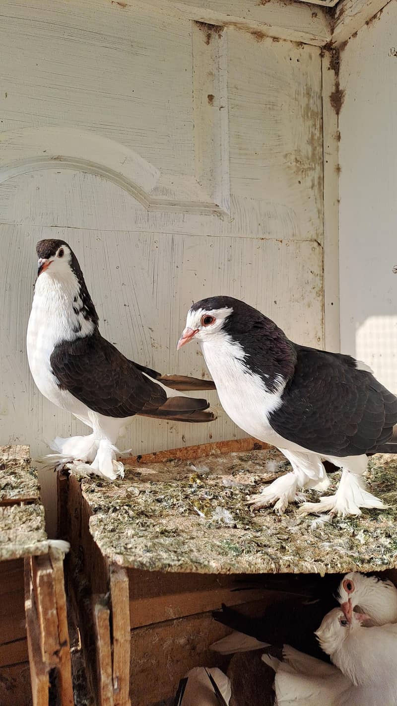 Fancy pigeons 2