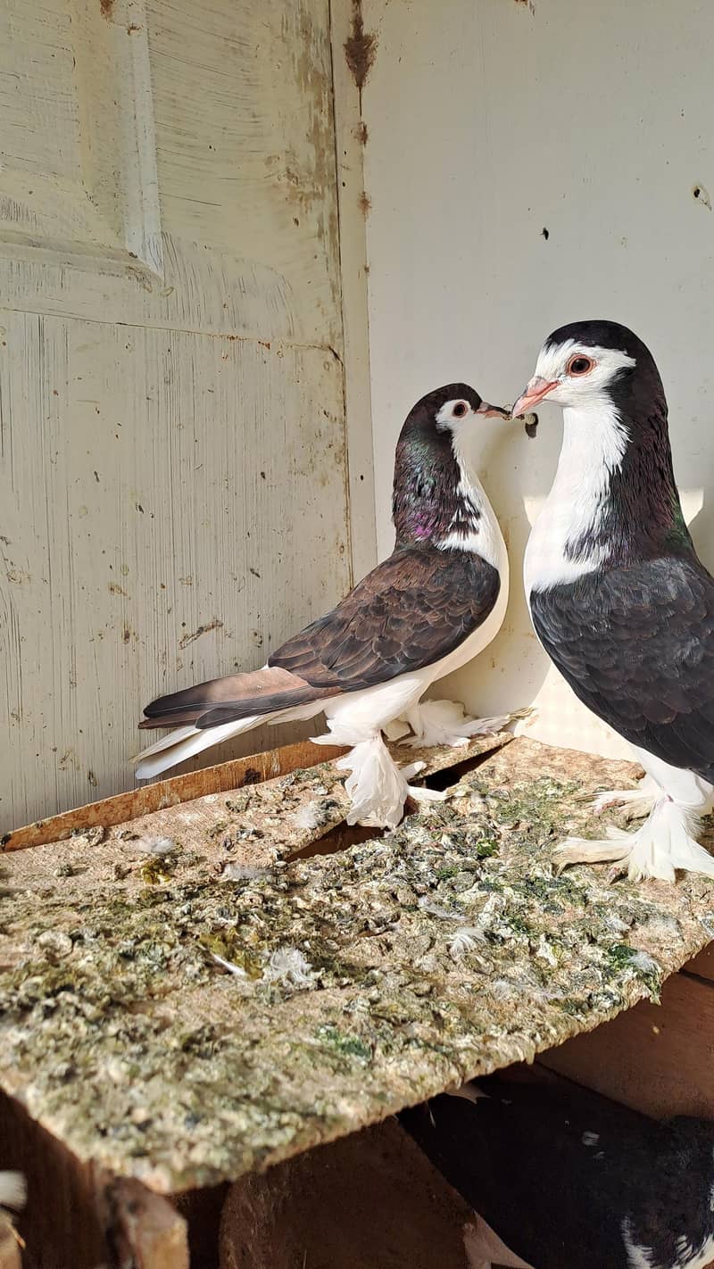 Fancy pigeons 3