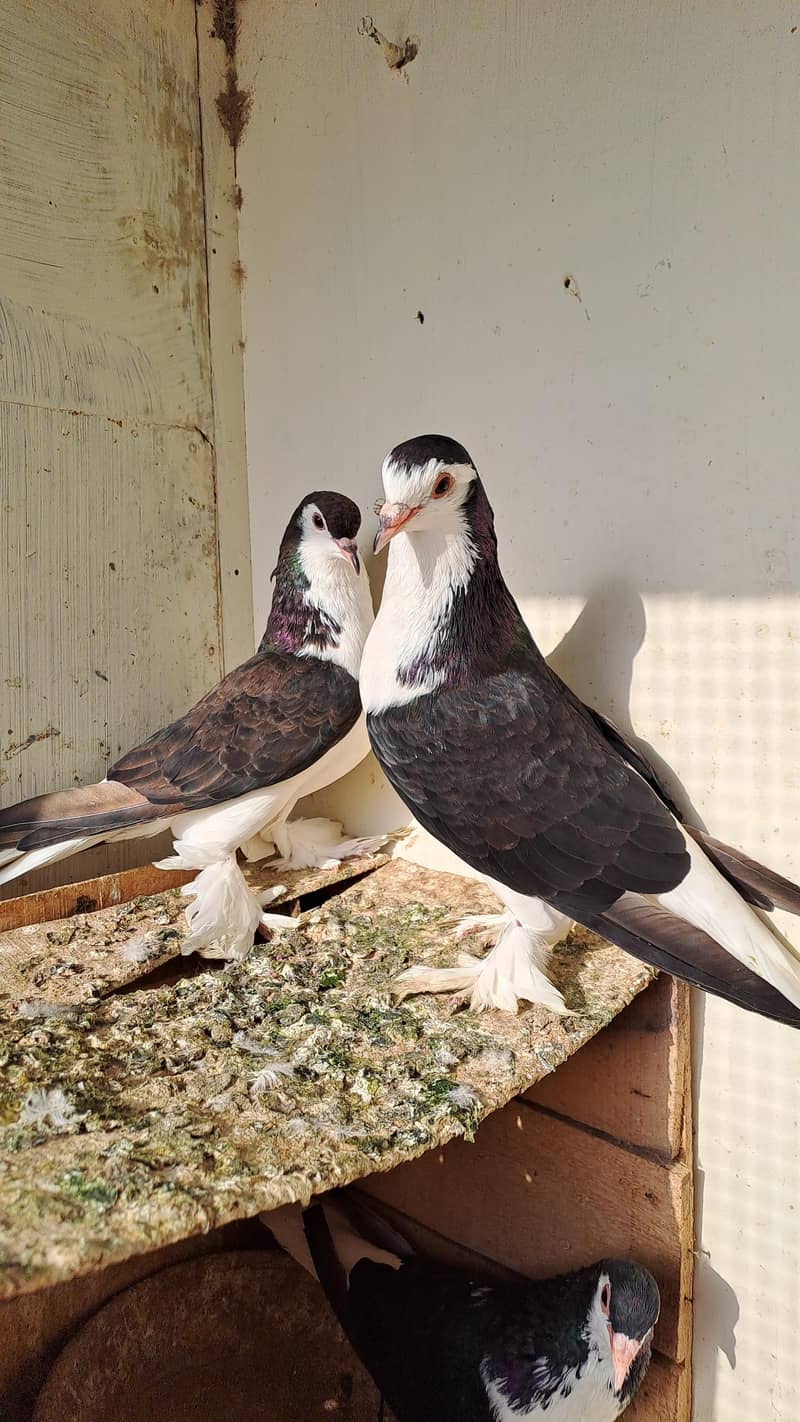 Fancy pigeons 4