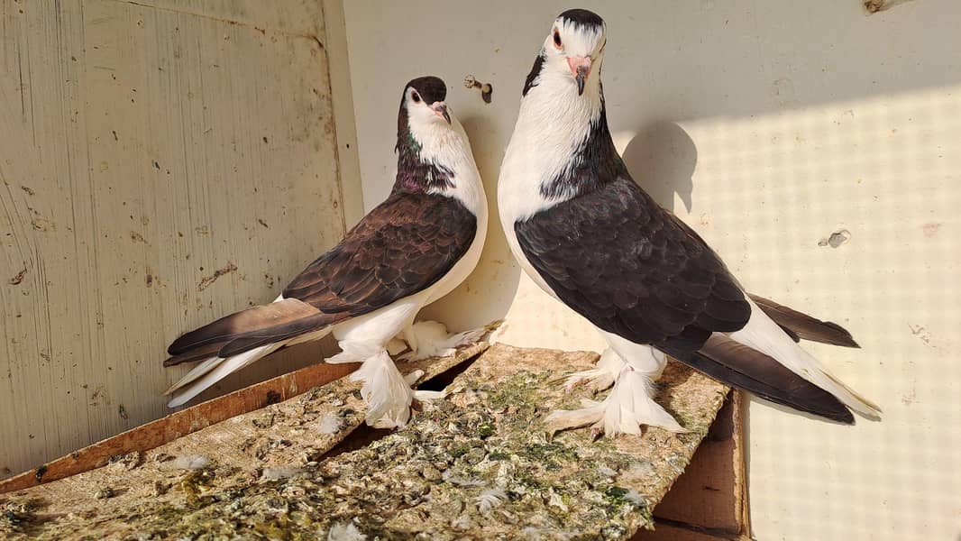 Fancy pigeons 5