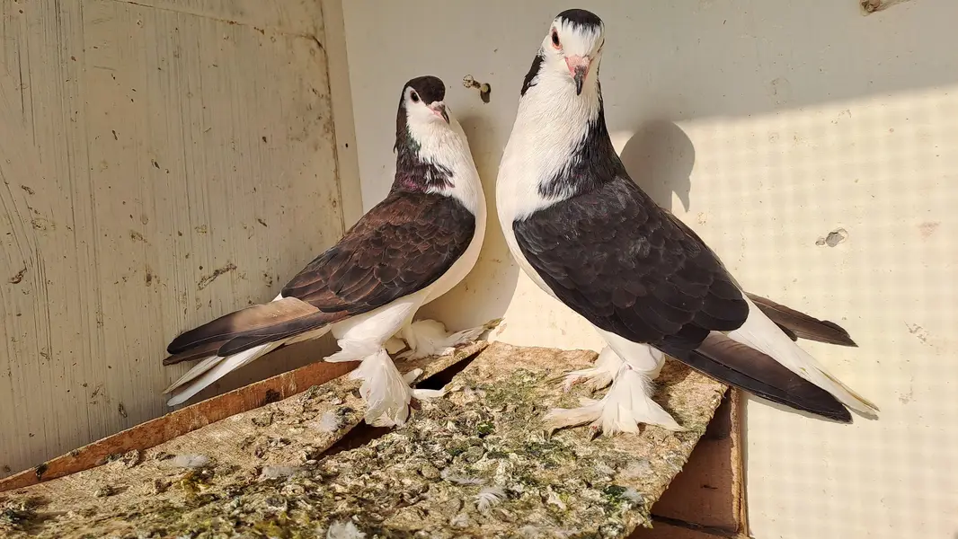 Fancy pigeons — photo 6