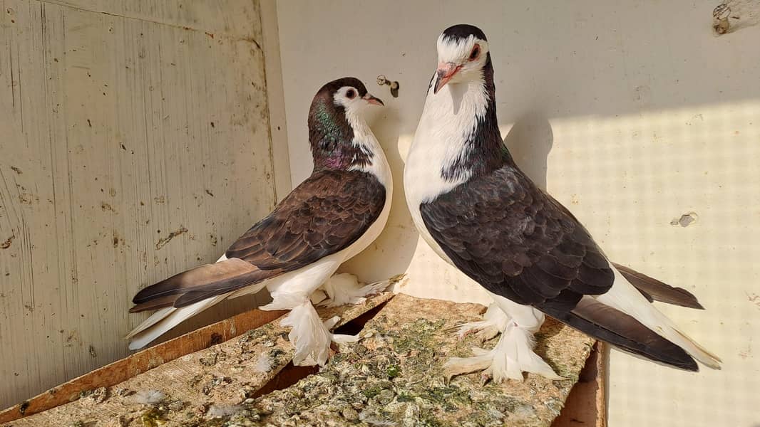 Fancy pigeons 6