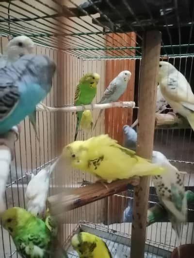 14 budgies parrots