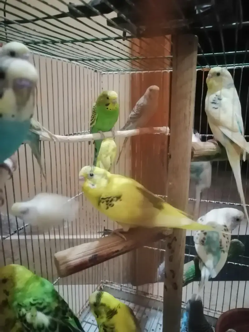 14 budgies parrots — photo 2