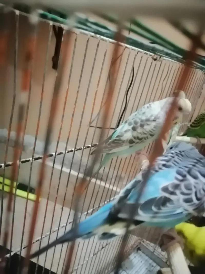 14 budgies parrots — photo 3