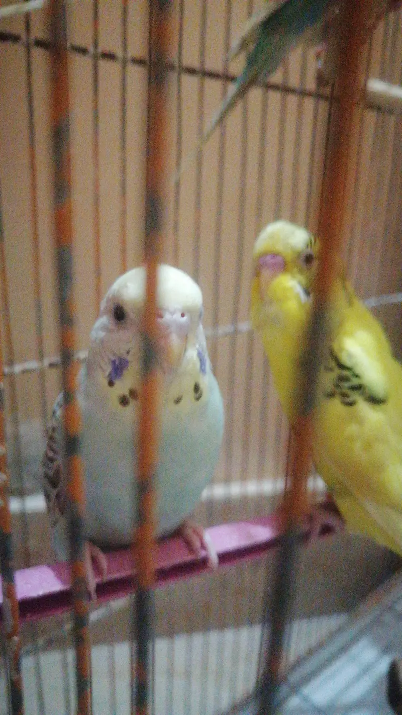 14 budgies parrots — photo 4
