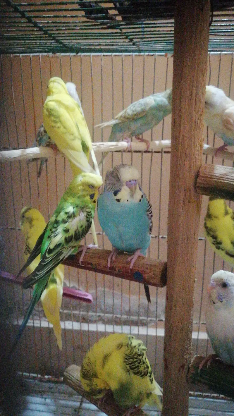14 budgies parrots — photo 5
